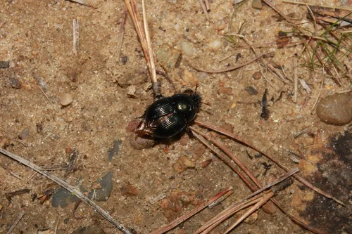 Eger's Earth-boring Beetle