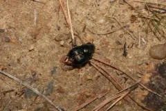 Eger's Earth-boring Beetle thumbnail 1