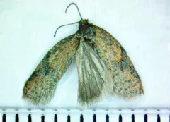 Half-ringed Acleris Moth thumbnail 2
