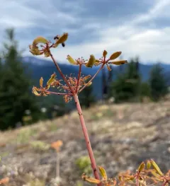 Brandegee's Desert-parsley thumbnail 2