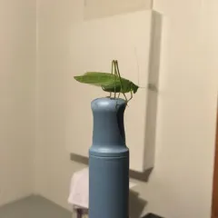 Broad-winged Bush Katydid thumbnail 4
