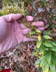 Elliott's goldenrod thumbnail 3