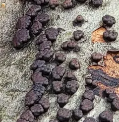 Beechwood Woodwart thumbnail 5
