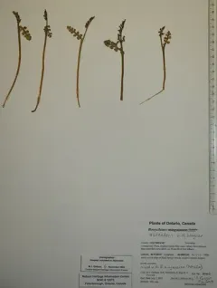 upswept moonwort thumbnail 4