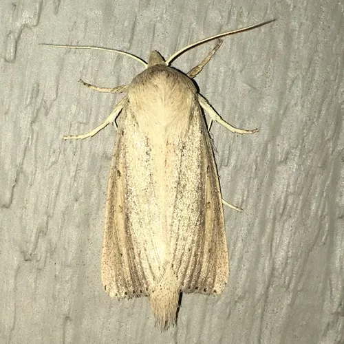 Oblong Sedge Borer Moth