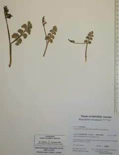 scalloped moonwort thumbnail 3