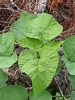 southern catalpa thumbnail 3