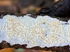 Xylodon laurentianus thumbnail 2
