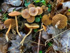 Cortinarius obtusorum thumbnail 2