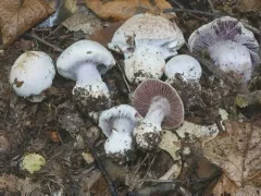 Cortinarius odoritraganus thumbnail 1