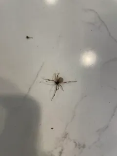Brown Widow thumbnail 3