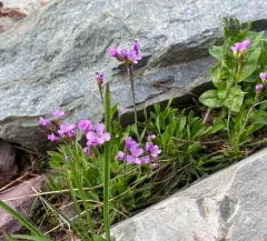 Lyall's rockcress thumbnail 3