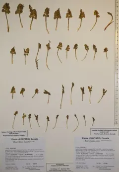 moosewort thumbnail 2