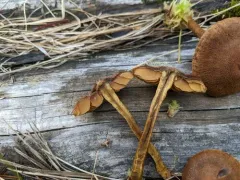 Cortinarius davemallochii thumbnail 2