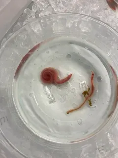 Bloodworm thumbnail 1