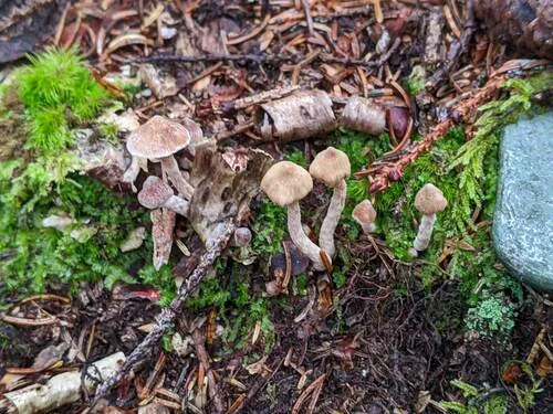 Cortinarius acutoproximus