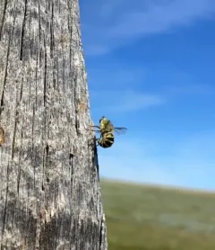 Trichopsidea clausa thumbnail 2