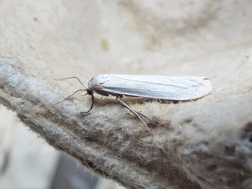 Pure Lichen Moth