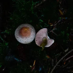 Diminutive Agaricus thumbnail 3