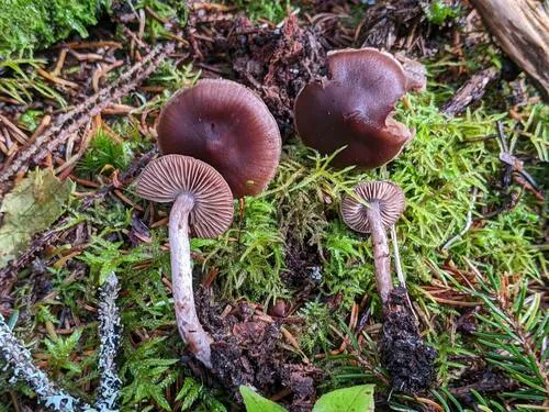 Cortinarius inconspicuus