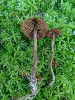 Cortinarius chrysolitus thumbnail 2
