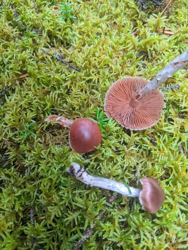 Cortinarius tortuosus