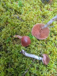 Cortinarius tortuosus thumbnail 1