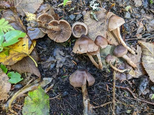 Cortinarius falsosus