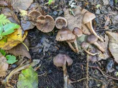 Cortinarius falsosus thumbnail 1
