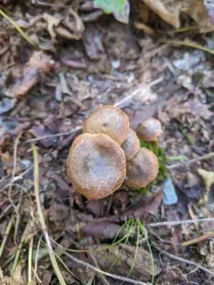 Cortinarius semivestitus thumbnail 4