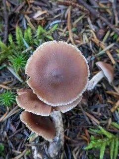 Cortinarius grosmorneensis thumbnail 2