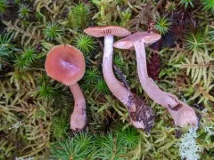 Cortinarius neofurvolaesus thumbnail 2