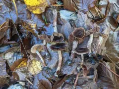 Cortinarius umbrinolens thumbnail 4