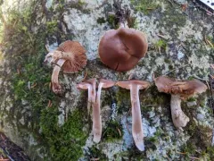 Cortinarius dolabratus thumbnail 2