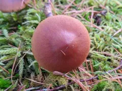 Cortinarius incognitus thumbnail 3