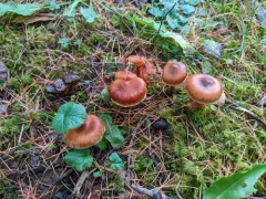 Cortinarius luridus thumbnail 4