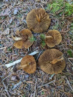 Cortinarius huronensis thumbnail 3