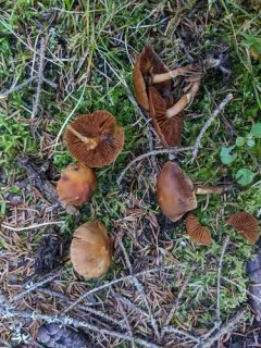 Cortinarius neofallax thumbnail 2