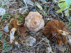 Cortinarius privignipallens thumbnail 2