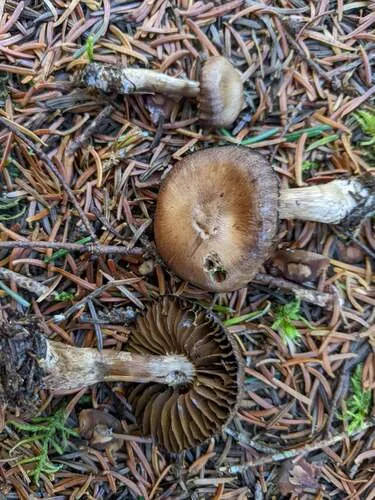 Cortinarius caesiobrunneus