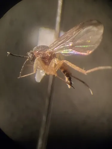 Mycetobia divergens