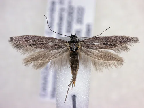 Scythris noricella