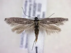 Scythris noricella thumbnail 1