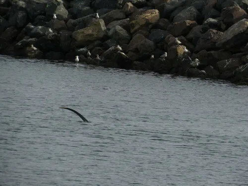 Thresher Shark