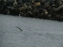Thresher Shark thumbnail 1