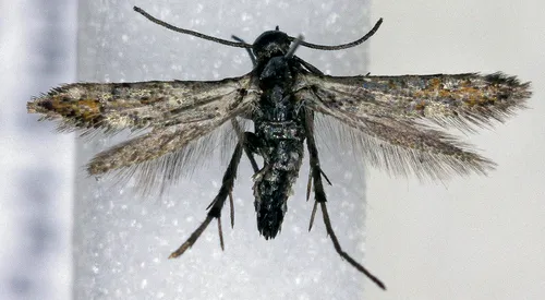 Aetole extraneella