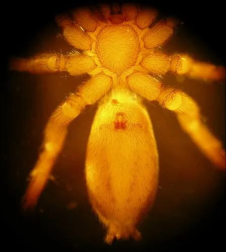 Agroeca trivittata