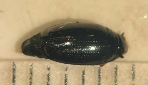 Gyrinus ventralis