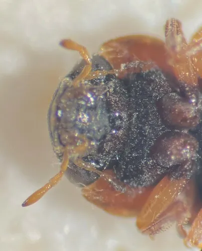 Helophorus lacustris