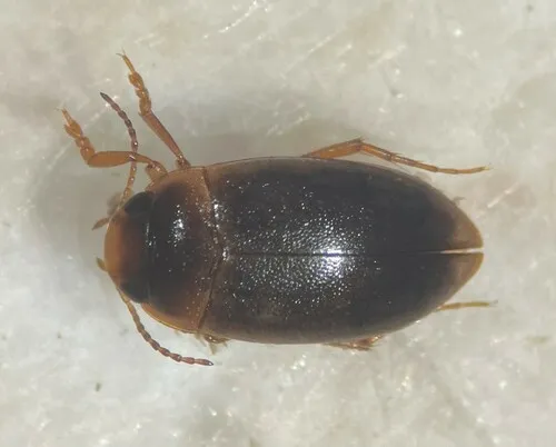 Hydrocolus paugus